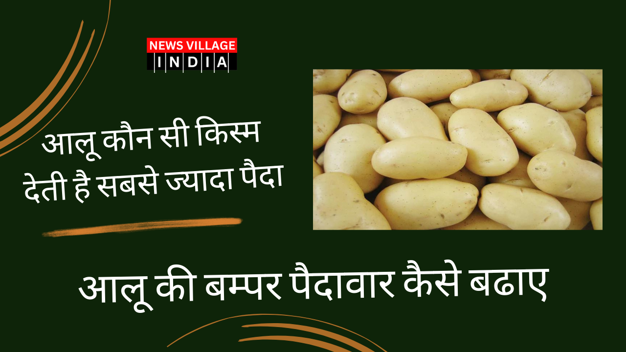 Potato crop
