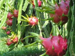 Dragon Fruit Farming