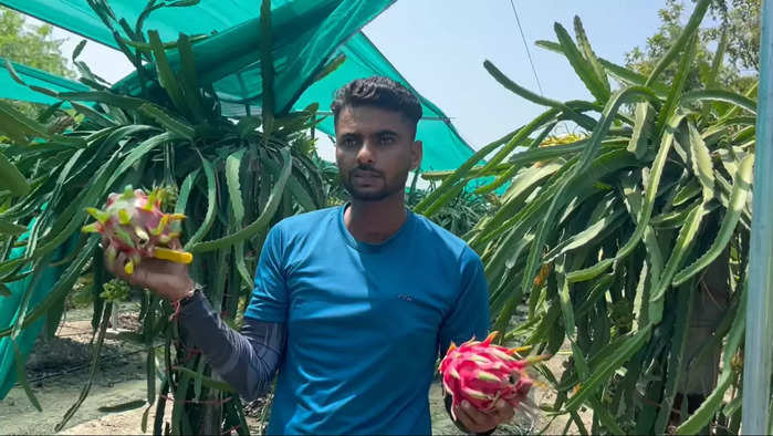 Dragon Fruit Farming