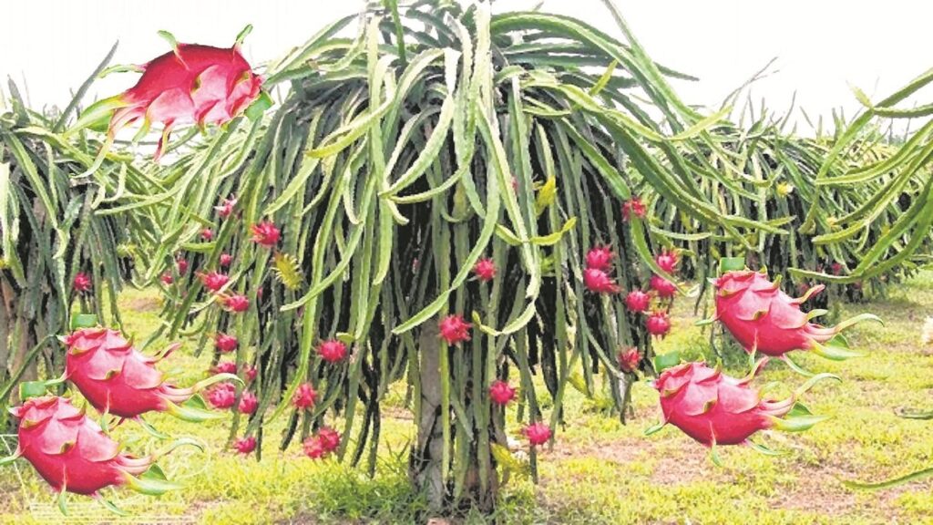 Dragon Fruit Farming tree