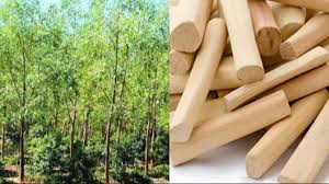 Earned crores by living in village by Sandalwood Farming