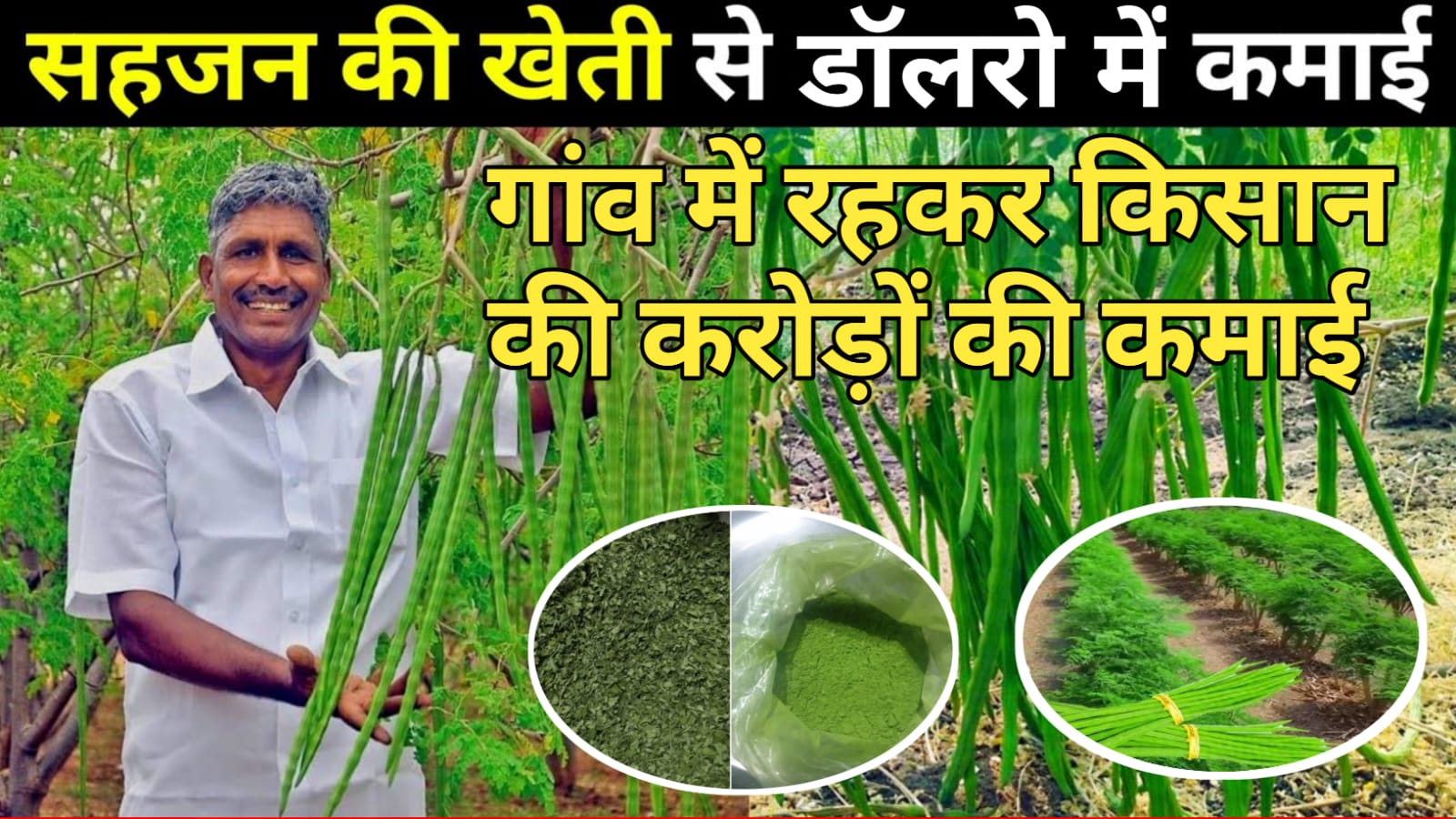 Moringa Farming से किसान कमा रहा डॉलर में ,आप भी कामना चाहते हैं तो ख़बर पूरी पड़ें