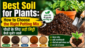 Best Soil for Plants: How to Choose the Right Potting Mix पौधों के लिए सही मिट्टी कैसे चुनें? जानें