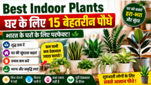 Best Indoor Plants for Home in India: घर के लिए 15 बेहतरीन इंडोर पौधे