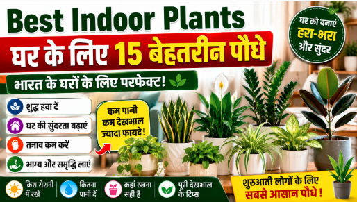 Best Indoor Plants for Home in India: घर के लिए 15 बेहतरीन इंडोर पौधे