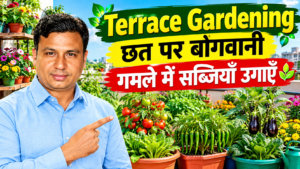 Terrace Gardening 2026: छत पर बागवानी कैसे करें? जानें पौधे, गमले, मिट्टी और खाद की पूरी जानकारी